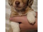 Dachshund Puppy for sale in Owaneco, IL, USA