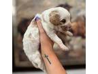 Cavapoo Puppy for sale in Rome, GA, USA