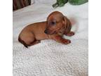 Dachshund Puppy for sale in Neosho, MO, USA