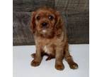 Cavalier King Charles Spaniel Puppy for sale in Clark, MO, USA