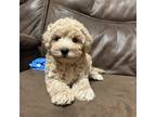Maltipoo Puppy for sale in Heavener, OK, USA