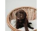 Labrador Retriever Puppy for sale in Bangor, MI, USA