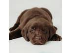 Labrador Retriever Puppy for sale in Bangor, MI, USA