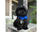 Shih Tzu Puppy for sale in Easley, SC, USA