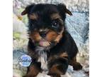Yorkshire Terrier Puppy for sale in Plainfield, IL, USA