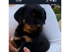Rottweiler Puppy for sale in Sumterville, FL, USA