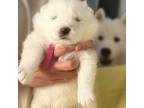 Samoyed Puppy for sale in The Woodlands, TX, USA