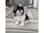 Shih Tzu Puppy for sale in Kankakee, IL, USA