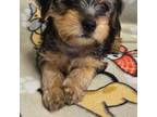 Yorkshire Terrier Puppy for sale in Bluefield, WV, USA