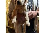 Labrador Retriever Puppy for sale in North, SC, USA