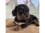 Dachshund Puppy for sale in Sarcoxie, MO, USA