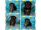 Yorkshire Terrier Puppy for sale in Allendale, MI, USA