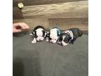 Boston Terrier Puppy for sale in Rock Cave, WV, USA