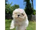 Shih Tzu Puppy for sale in Fort Smith, AR, USA