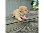 Labrador Retriever Puppy for sale in Eaton Rapids, MI, USA