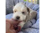 Schnauzer (Miniature) Puppy for sale in La Vernia, TX, USA
