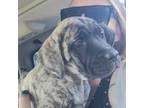Great Dane Puppy for sale in Corning, CA, USA