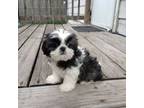 Shih Tzu Puppy for sale in Kankakee, IL, USA