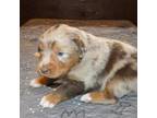 Australian Shepherd Puppy for sale in Boulder, CO, USA