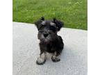 Schnauzer (Miniature) Puppy for sale in Philadelphia, PA, USA