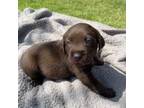 Labrador Retriever Puppy for sale in Van Alstyne, TX, USA