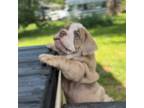 Bulldog Puppy for sale in Chattanooga, TN, USA
