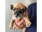French Bulldog Puppy for sale in Hanna, IN, USA