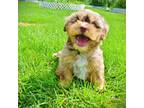 Havanese Puppy for sale in Marshfield, MO, USA