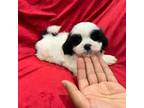 Mal-Shi Puppy for sale in Valencia, CA, USA