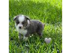 Miniature Australian Shepherd Puppy for sale in El Campo, TX, USA