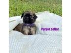 Shih Tzu Puppy for sale in El Campo, TX, USA