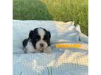 Shih Tzu Puppy for sale in El Campo, TX, USA