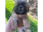 Shih Tzu Puppy for sale in Fullerton, CA, USA