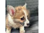 Pembroke Welsh Corgi Puppy for sale in Centralia, IL, USA