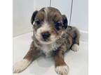 Aussiedoodle Puppy for sale in Middleton, TN, USA