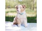 Australian Shepherd Puppy for sale in Stockton, CA, USA