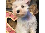 Schnauzer (Miniature) Puppy for sale in Saint Elizabeth, MO, USA