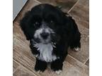 Maltipoo Puppy for sale in Phoenix, AZ, USA