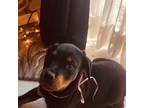 Rottweiler Puppy for sale in Southfield, MI, USA