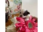 Chihuahua Puppy for sale in Red Bluff, CA, USA