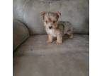 Yorkshire Terrier Puppy for sale in Hurricane, WV, USA