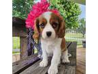 Cavalier King Charles Spaniel Puppy for sale in Pleasant Hope, MO, USA