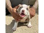 Mutt Puppy for sale in Dumfries, VA, USA