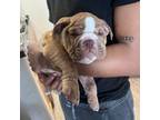 Bulldog Puppy for sale in Long Beach, CA, USA