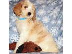 Goldendoodle Puppy for sale in Milton, FL, USA