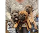 Cane Corso Puppy for sale in Torrance, CA, USA
