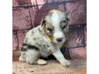 Australian Shepherd Puppy for sale in Saint Louis, MO, USA