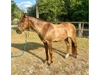 2008 Mustang gelding out of Nevada