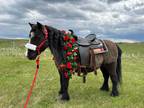 MAUI BLOSSOM â 2018 GRADE Black W/Blaze Shetland Pony Mare!