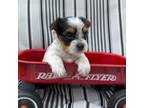 Yorkshire Terrier Puppy for sale in Mc Ewen, TN, USA